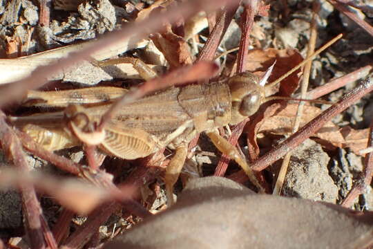 Image of Devastating Grasshopper