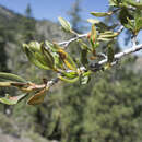 صورة Cercocarpus ledifolius var. intercedens C. K. Schneid.