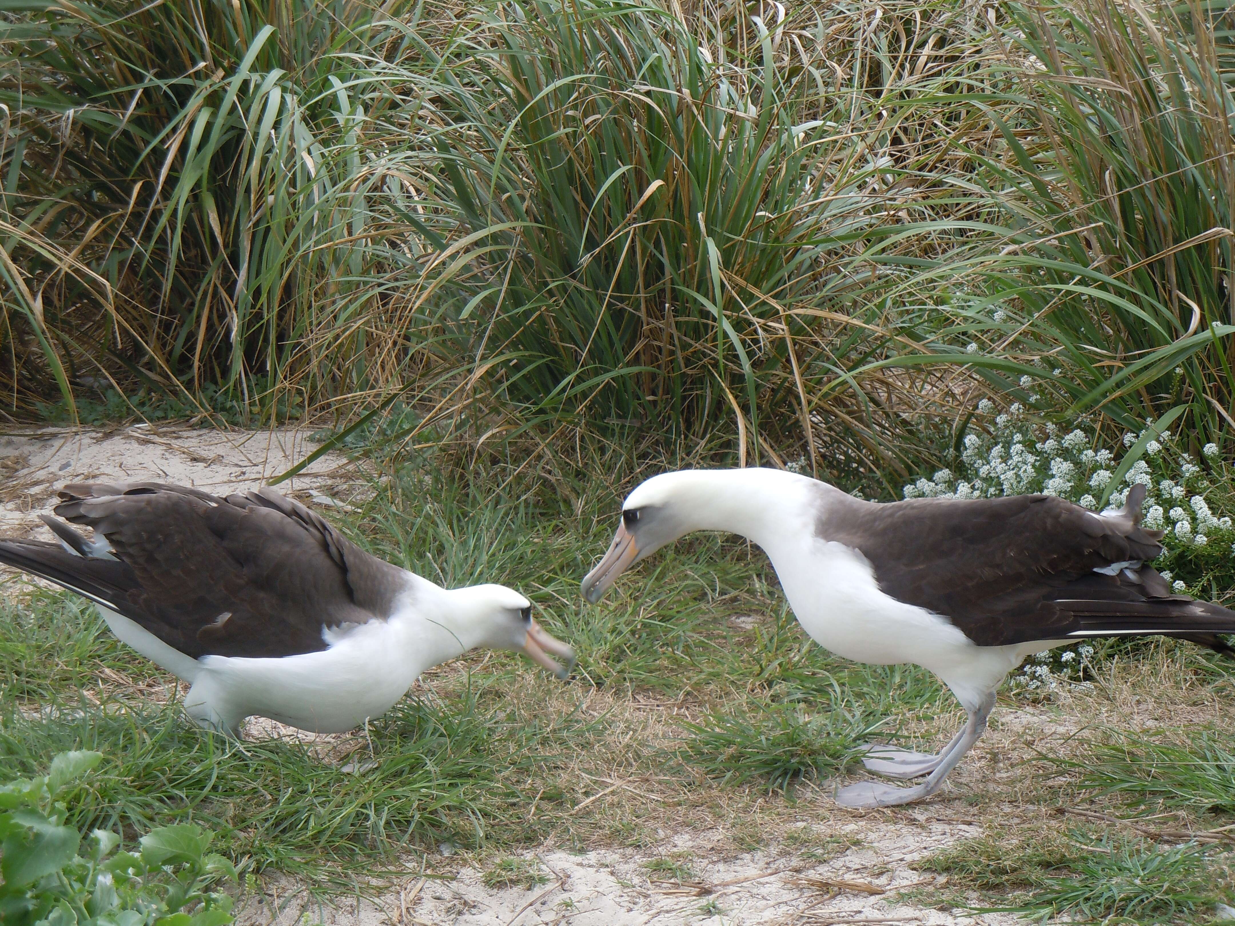 Image of Laysan Albatross