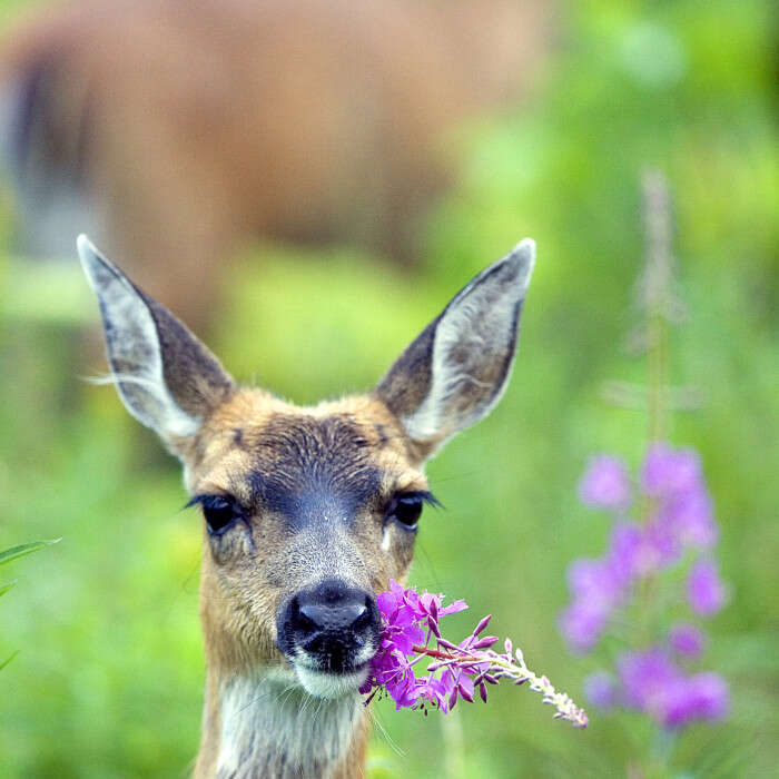 Odocoileus hemionus sitkensis Merriam 1898的圖片