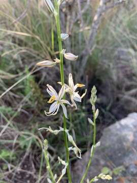 Image of Chlorophytum recurvifolium (Baker) C. Archer & Kativu