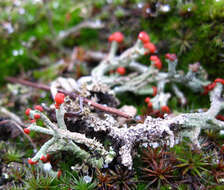 Image of cup lichen