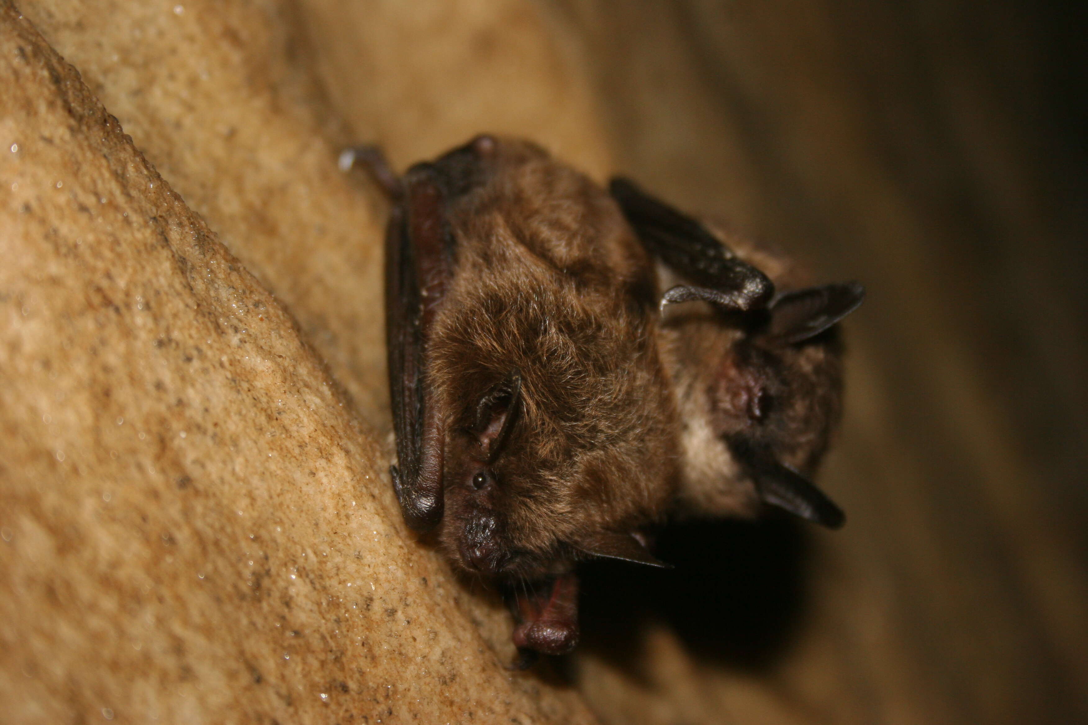 Image of little brown bat