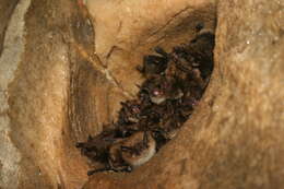 Image of little brown bat