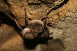 Image of little brown bat