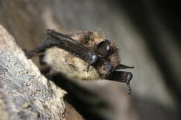 Image of little brown bat