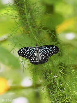 صورة Ideopsis vulgaris Butler 1874