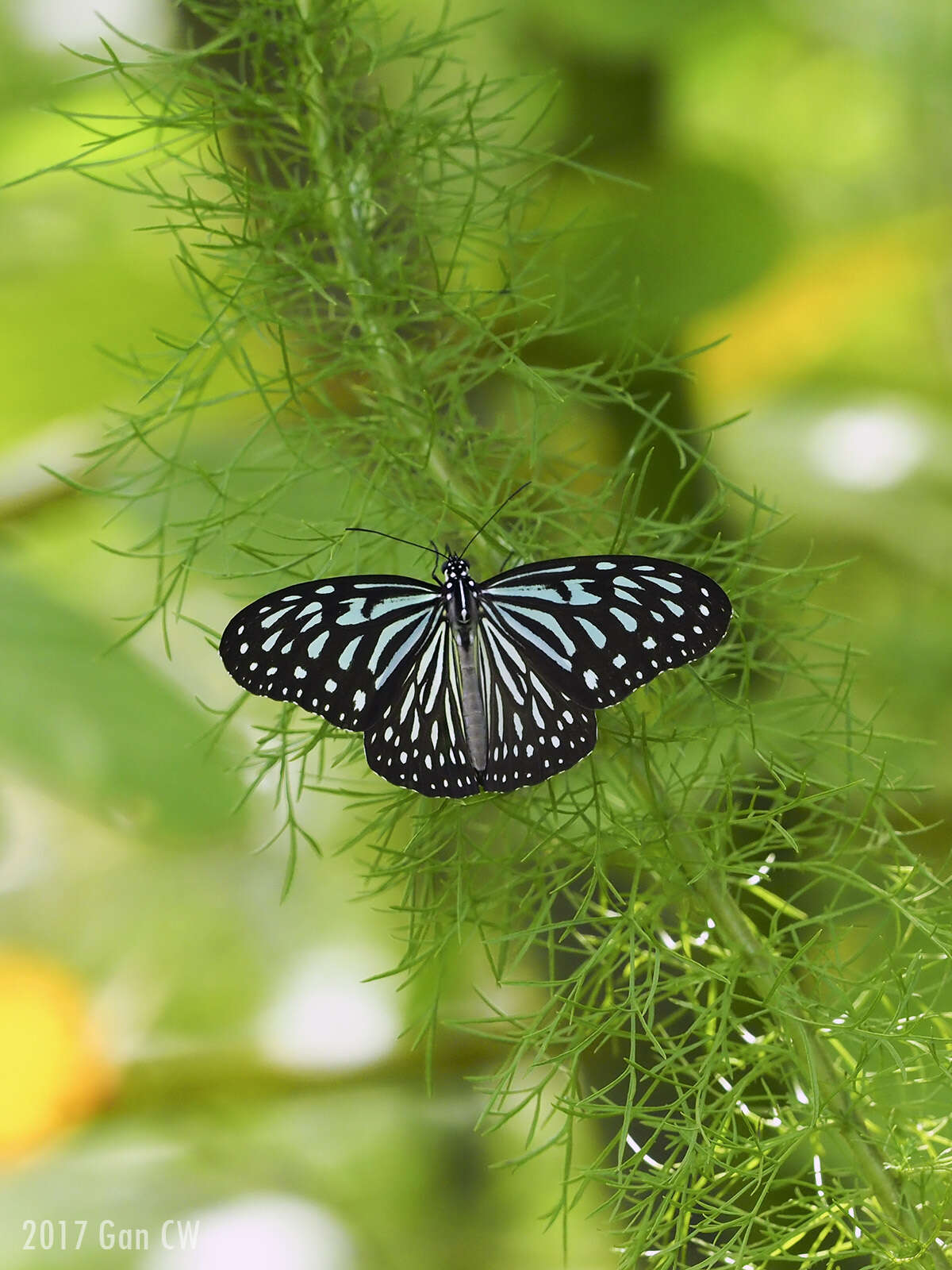 صورة Ideopsis vulgaris Butler 1874