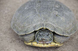 Image of slider turtle, red-eared terrapin, red-eared slider