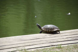 Image of slider turtle, red-eared terrapin, red-eared slider