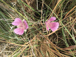 Image of alkali mariposa lily