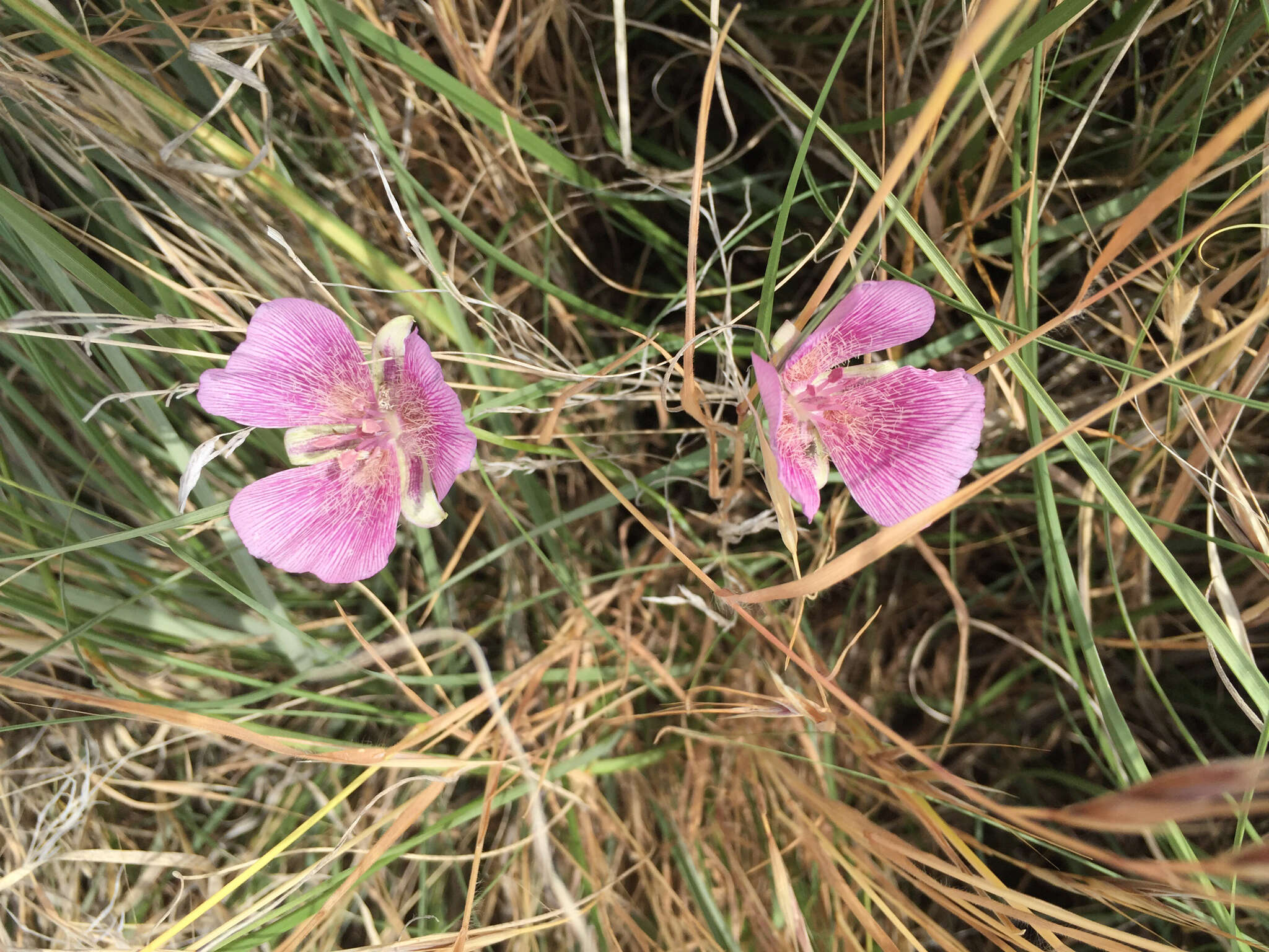 Calochortus striatus Parish resmi