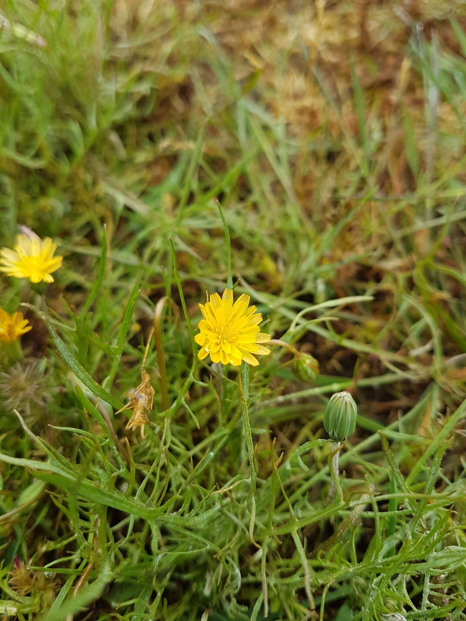 Image of coastal silverpuffs