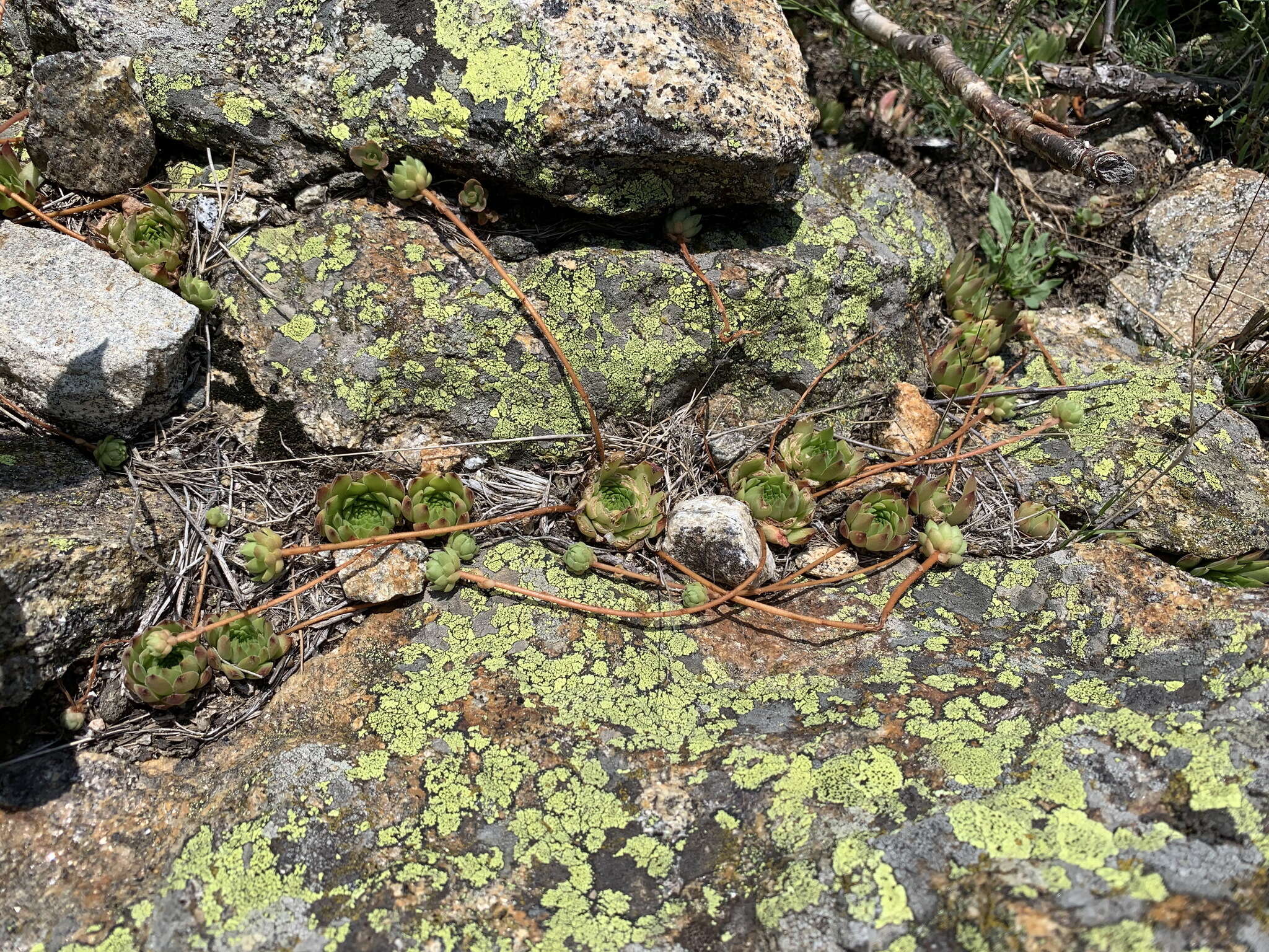 Image of Sempervivum caucasicum Rupr. ex Boiss.