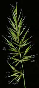 Image of annual vernal-grass