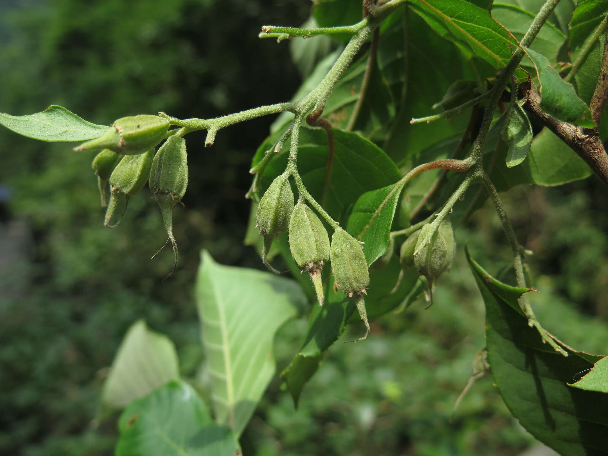 Plancia ëd Pterostyrax corymbosus Siebold & Zucc.