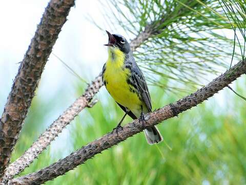 Image of Kirtland's Warbler