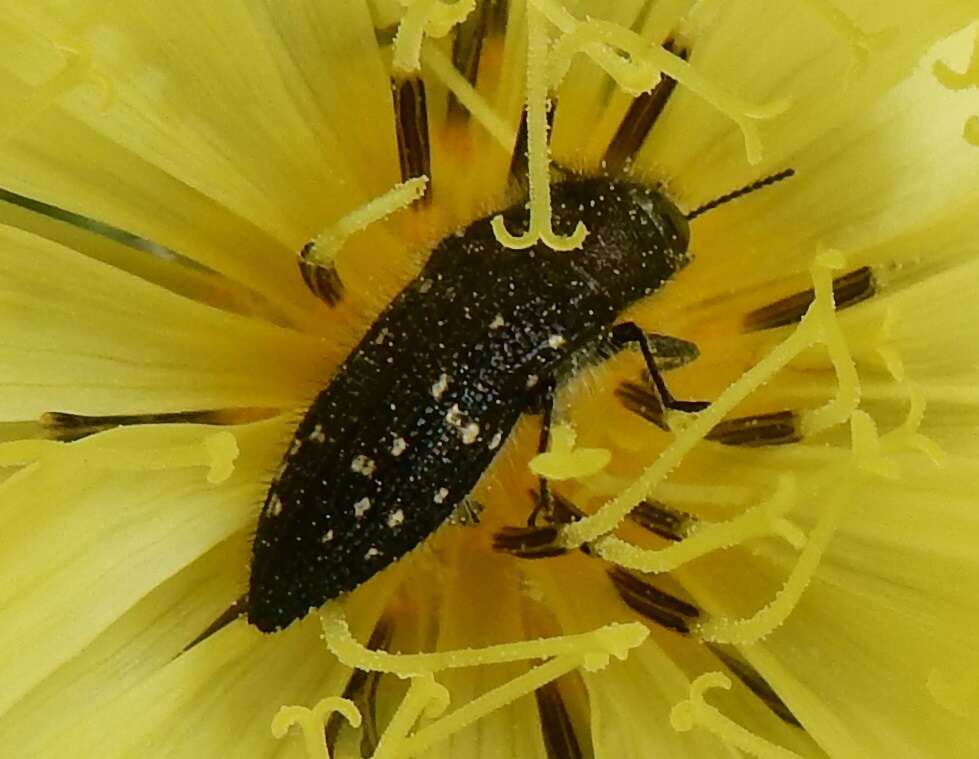 Image of Acmaeodera ornatoides Barr 1972