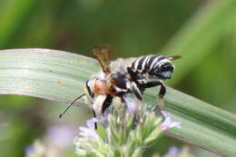 Image of White-footed Leaf-cutter Bee