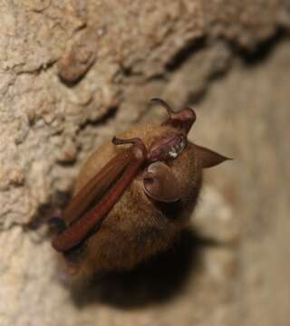 Image of Eastern Pipistrelle