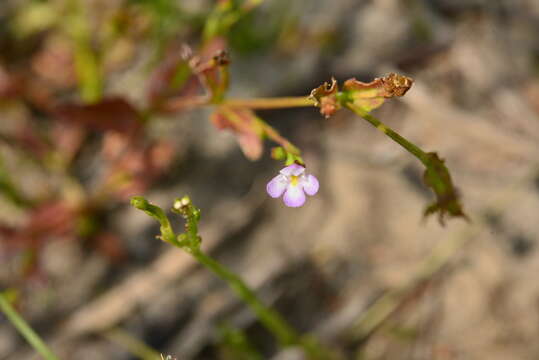 Image of Torenia kinmenensis (Y. S. Liang, Chih H. Chen & J. L. Tsai) Y. S. Liang & J. C. Wang