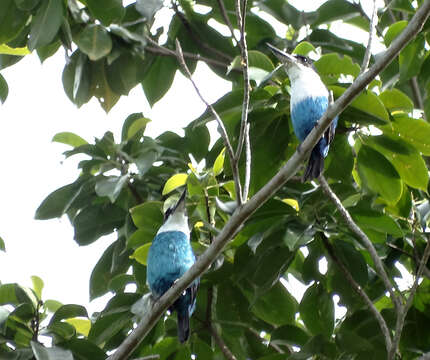 صورة Todiramphus lazuli (Temminck 1830)