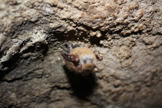 Image of Eastern Pipistrelle