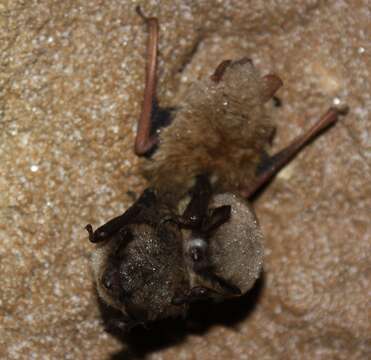 Image of little brown bat