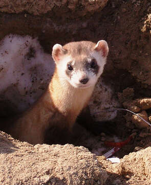 Image of Black-footed Ferret