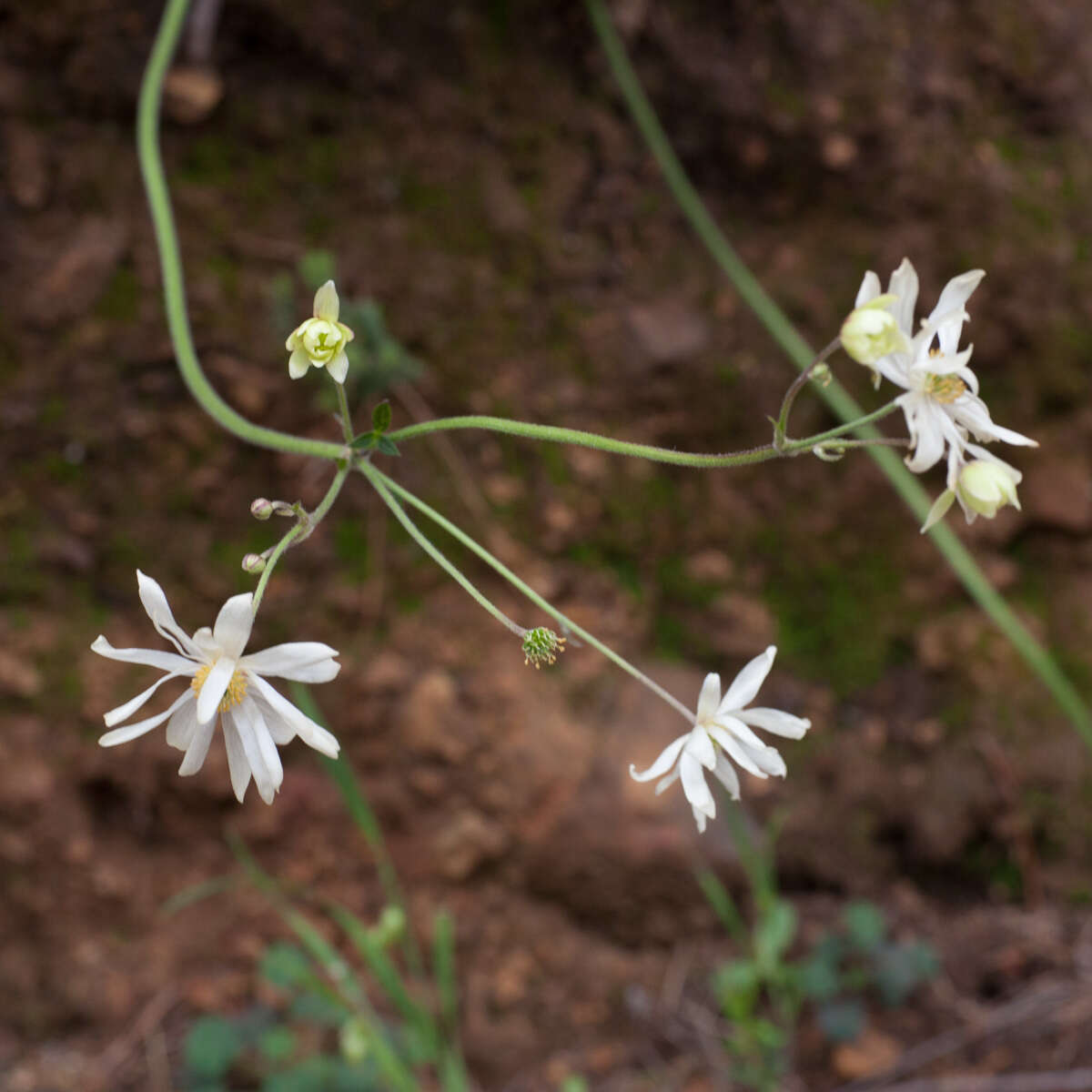 Plancia ëd Knowltonia anemonoides H. Rasmussen