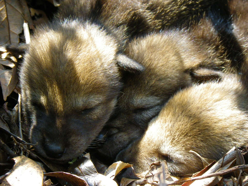 Image of Red wolf