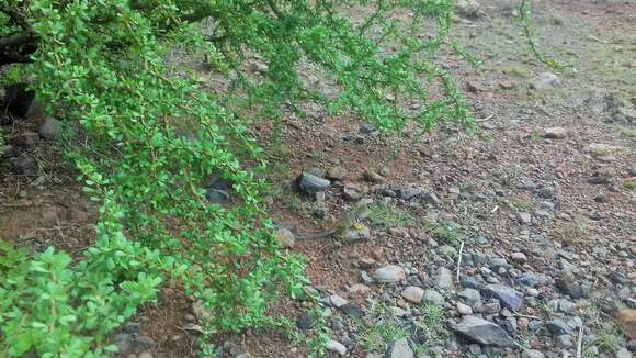 Image of Sonoran Collared Lizard