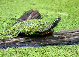 Image of Eastern Painted Turtle