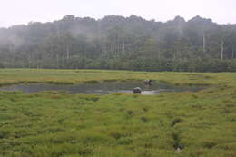 Image of African forest elephant