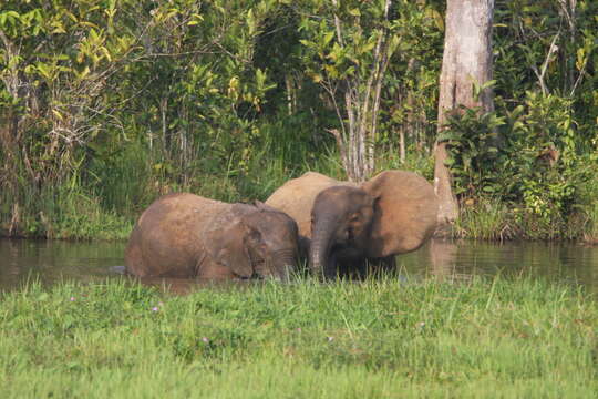 Imagem de Loxodonta cyclotis (Matschie 1900)