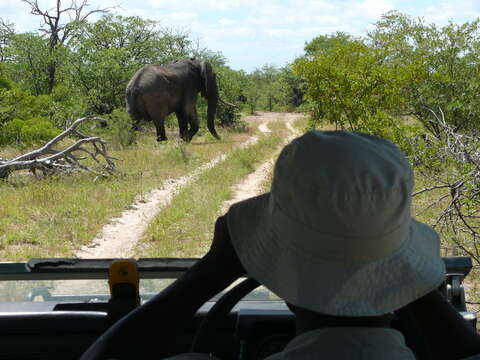 Image of African bush elephant