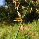 Image of Guadua tagoara (Nees) Kunth