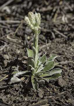 Imagem de Antennaria marginata Greene