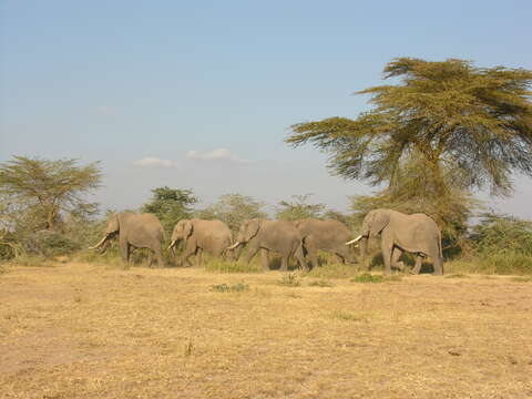 Image of African bush elephant