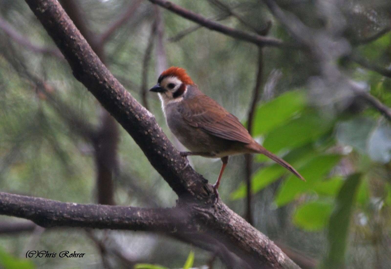 Image of Prevost's Ground Sparrow