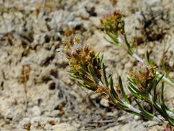 Image de Teucrium pumilum Loefl. ex L.