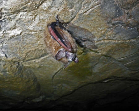 Image of Eastern Pipistrelle