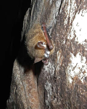 Image of Eastern Pipistrelle