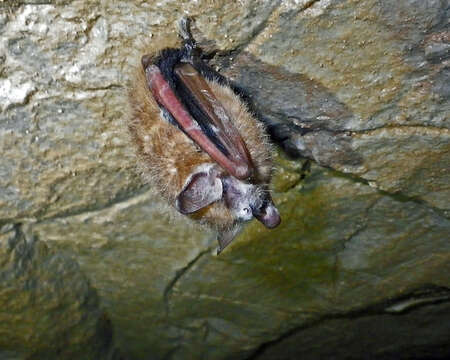 Image of Eastern Pipistrelle