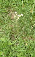 Imagem de Silene undulata subsp. polyantha J. C. Manning & Goldblatt