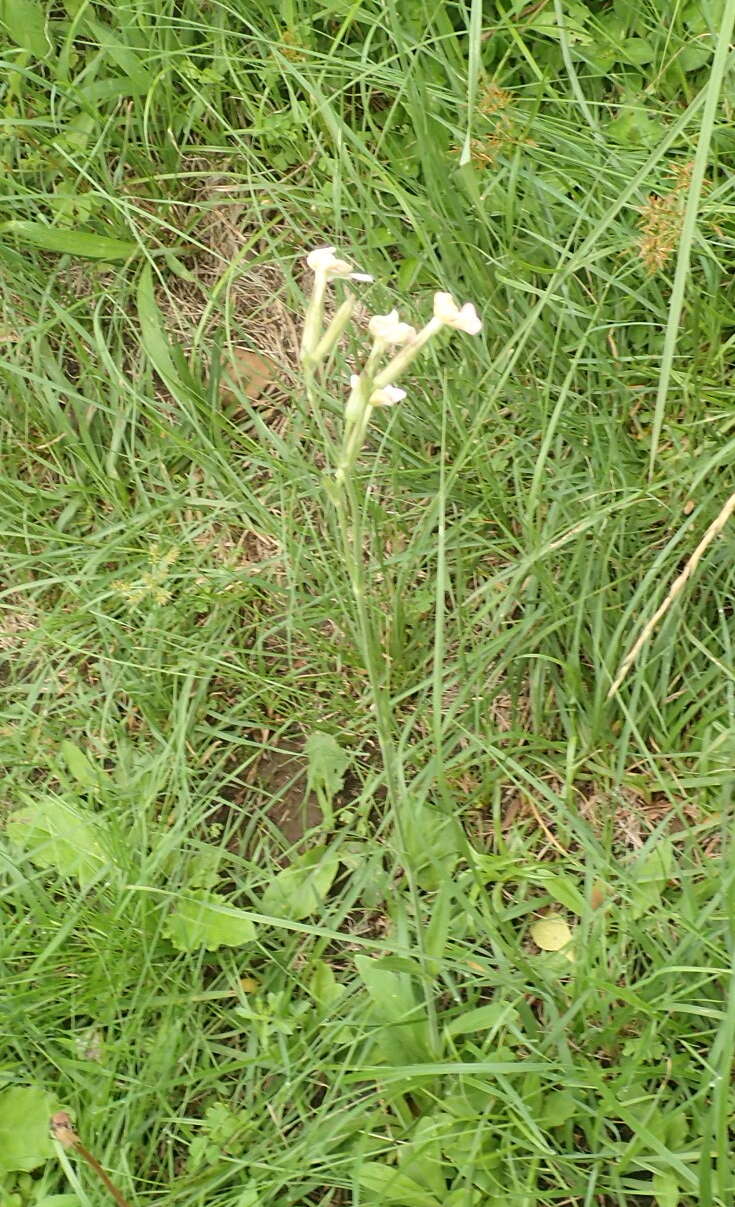 Imagem de Silene undulata subsp. polyantha J. C. Manning & Goldblatt