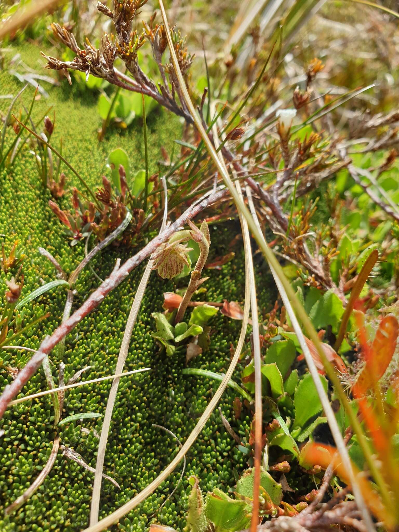 Image of Celmisia glandulosa Hook. fil.