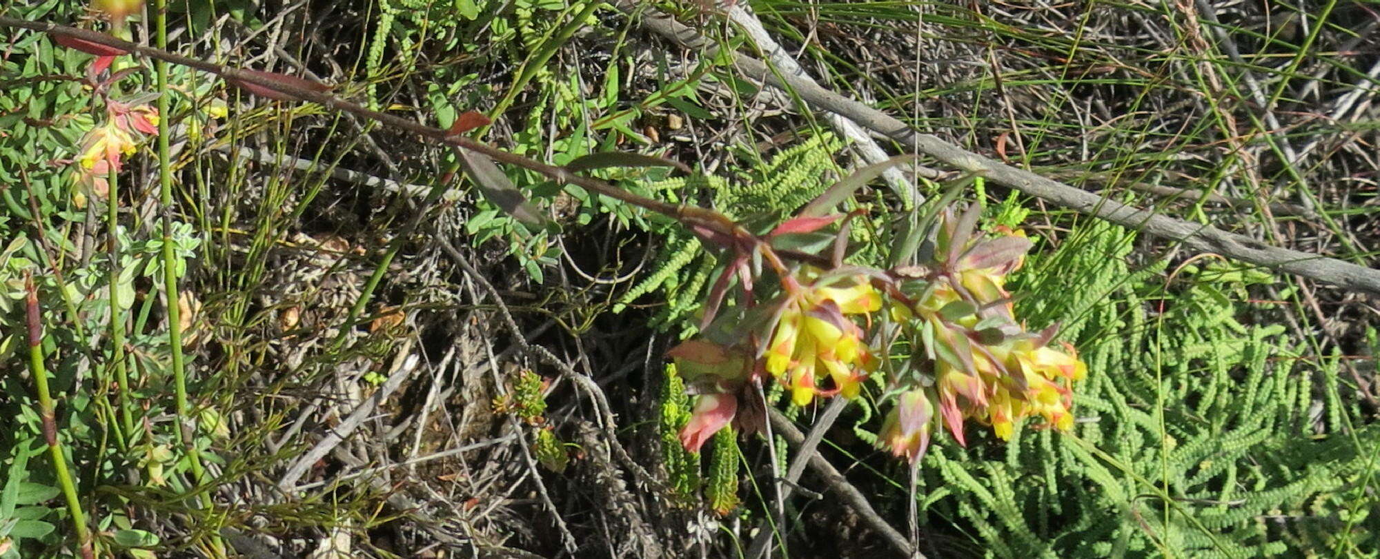 Image of Penaea acutifolia A. Juss.