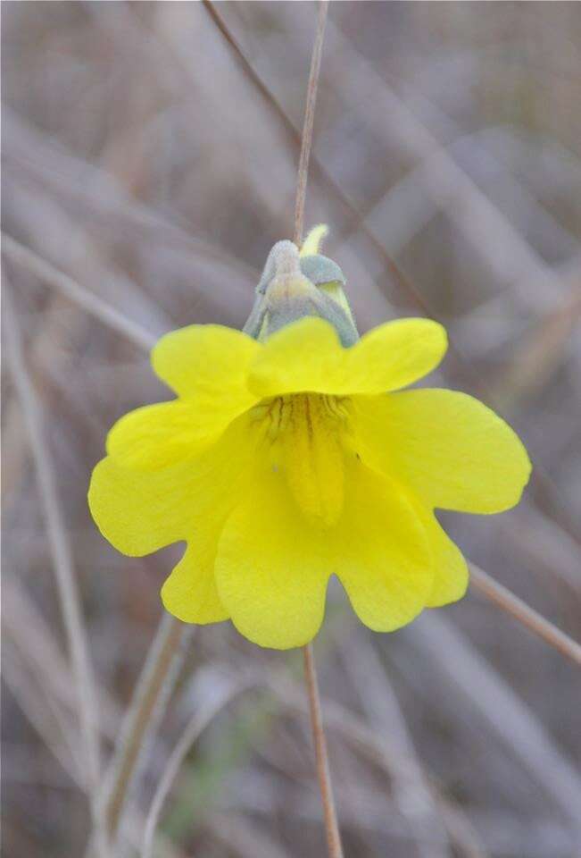 Image of yellow butterwort