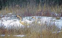 Image of Trumpeter Swan